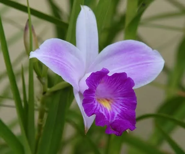 Muda orquídea bambu (arundina especie)