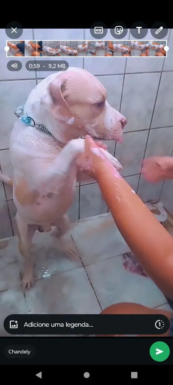 Doação de Pitbull castrado e manso - Foto 3