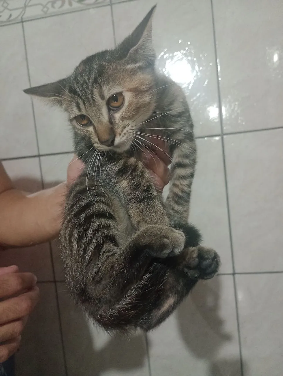 Filhote de gato tigrado para adoção