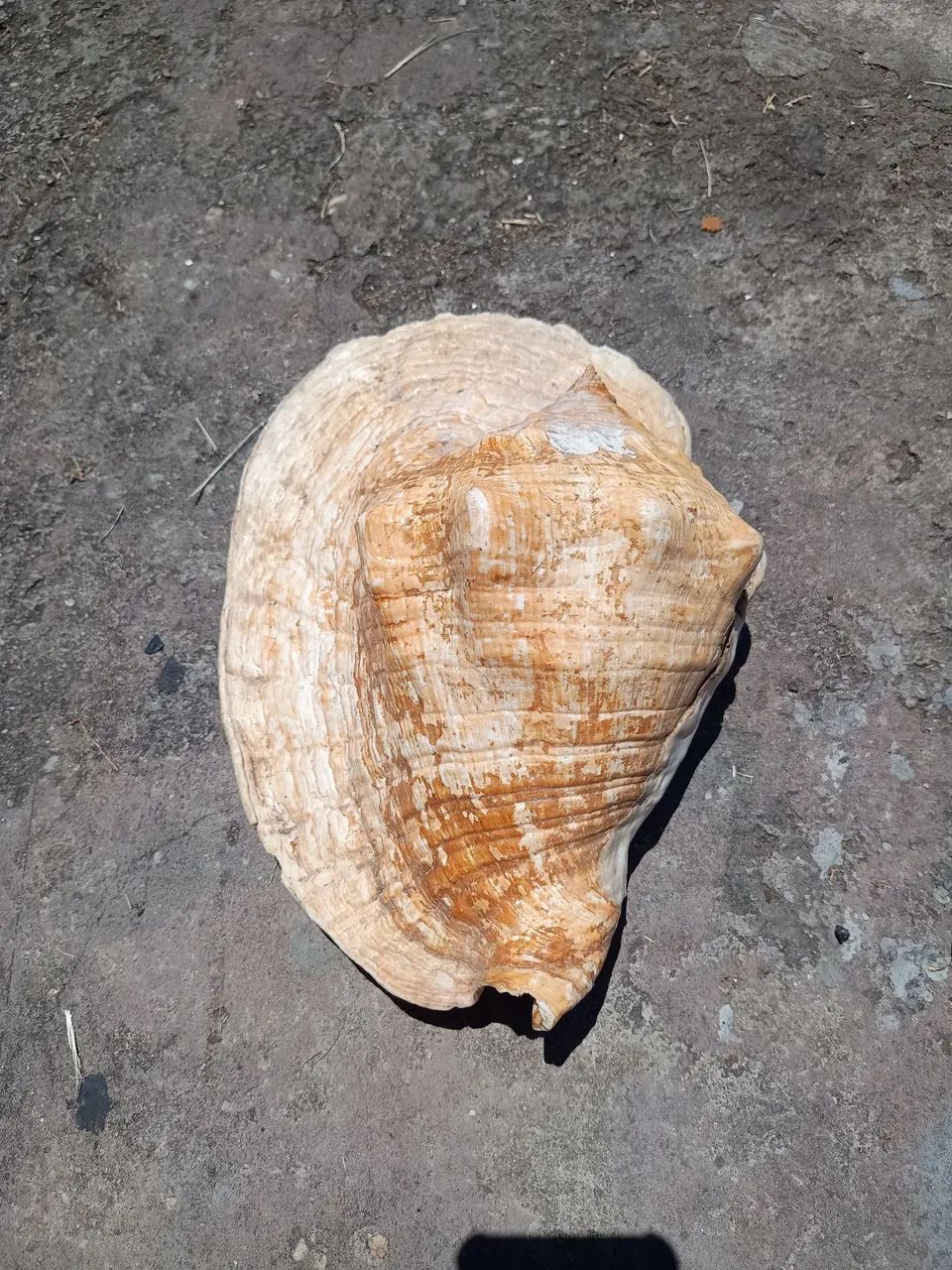 Conchas do mar - Foto 4