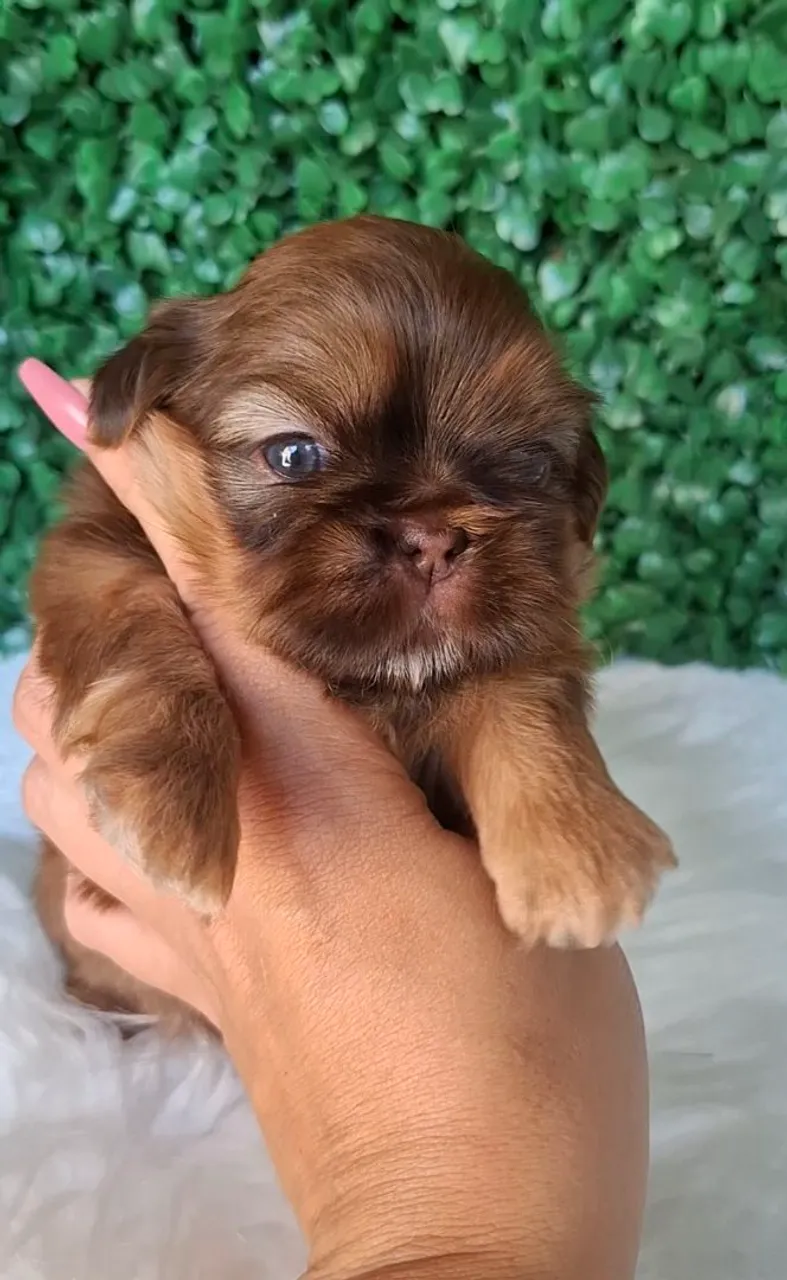 Filhote Shih Tzu Macho - Pelagem Marrom
