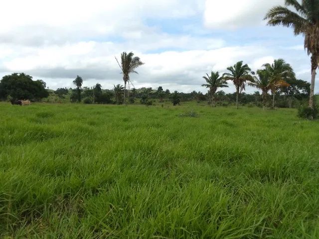 Vendo fazendinha 12.5 alqueires  - Foto 3