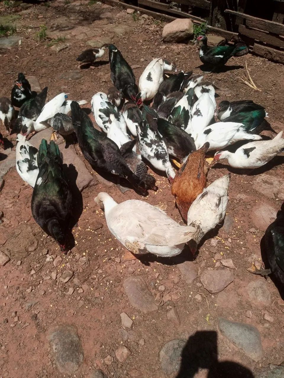 Patos  para venda - Foto 5