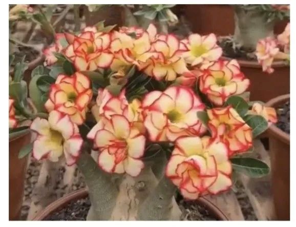 Rosa do deserto  - Foto 2