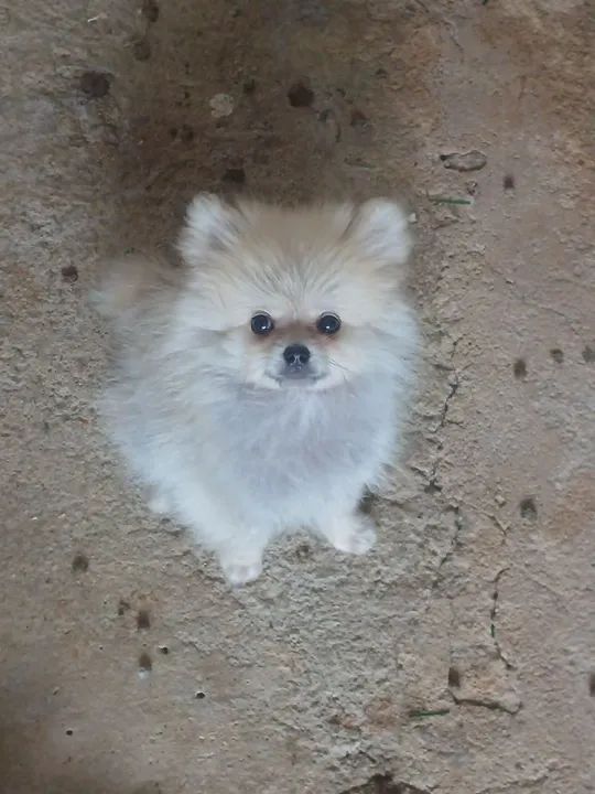 Filhote de spitz alemão 