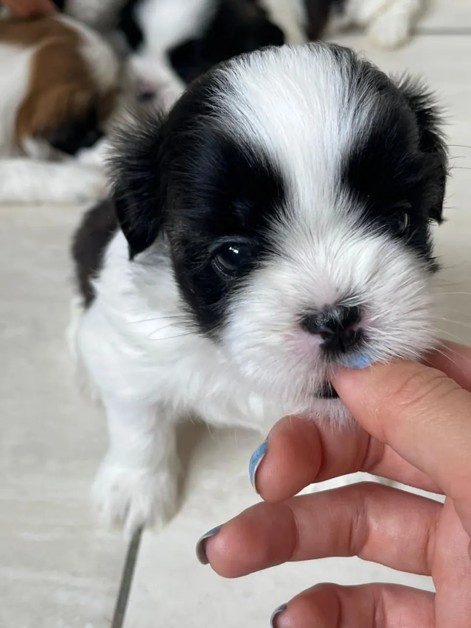 Filhotes de shih-tzu com pedigee 