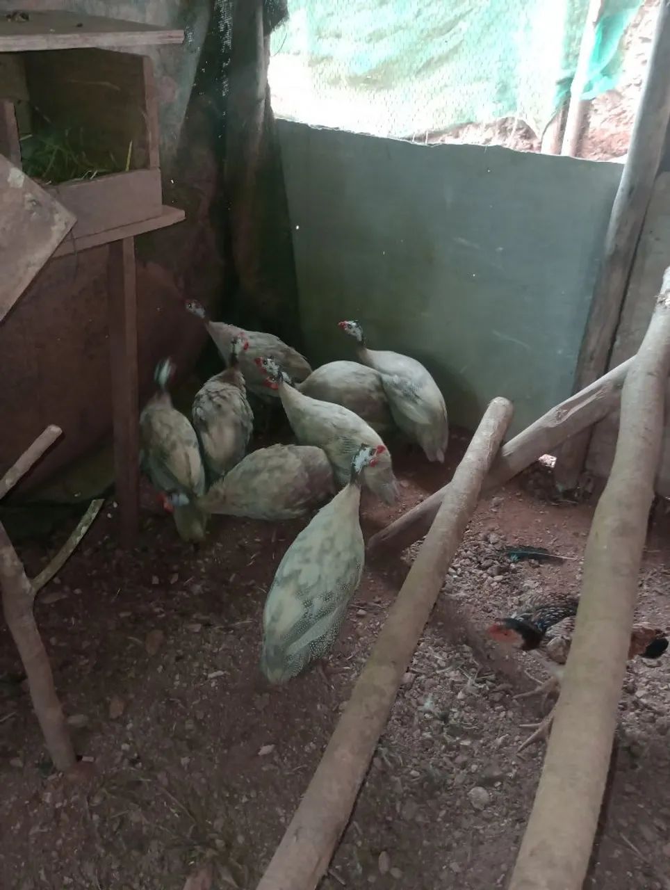  Galinha D'Angola - Foto 2