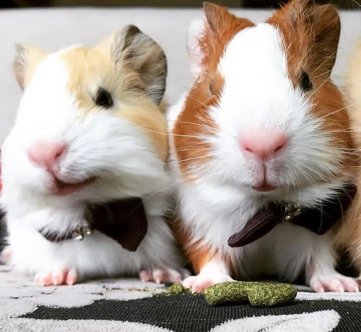 Porquinhos da Índia  - Foto 2