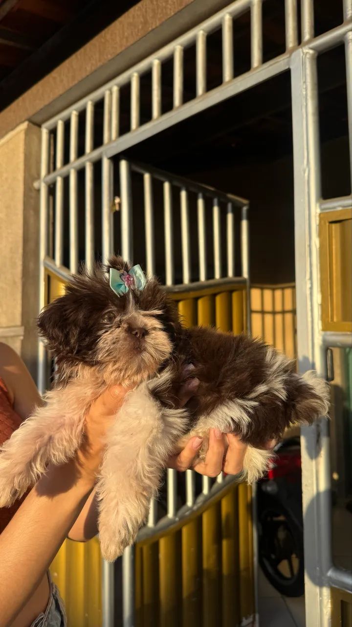 Filhote de shitszu fêmea - Foto 2