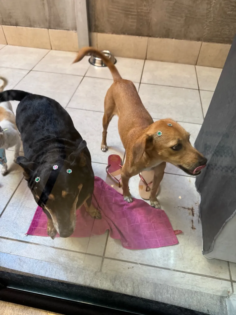 Cachorros DOAÇÃO RESPONSÁVEL! Fifi procura um lar!