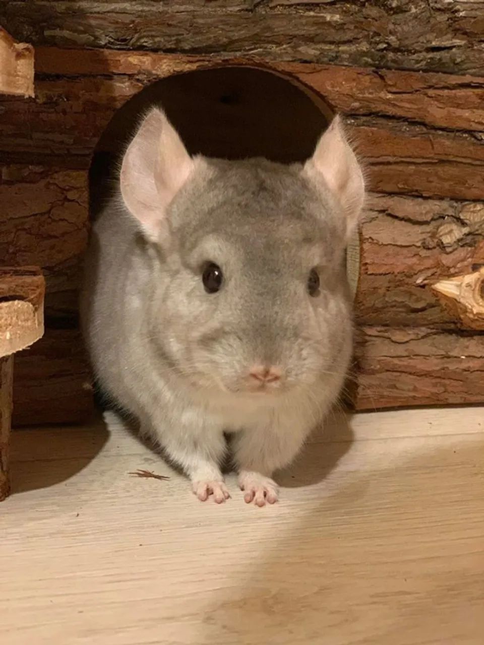 Chinchila Macho Bege