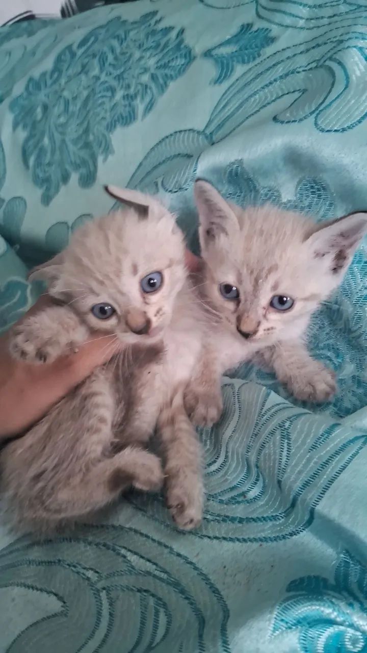 gatinhos filhotes para adoção