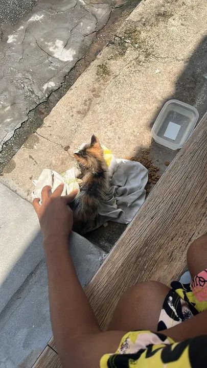 Gatinho fofo para adoção