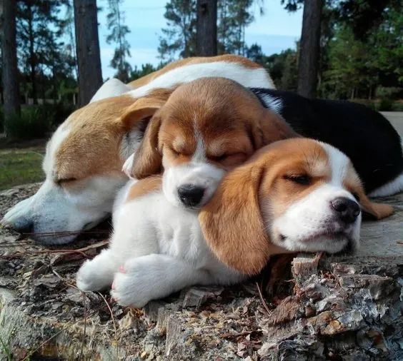 Adoráveis Beagle