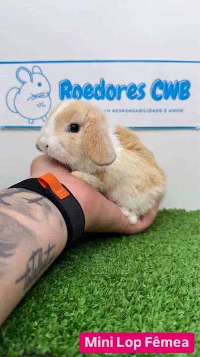 Filhotes de Mini Coelhos (Roedores CWB) 