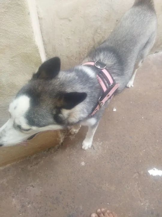 Husky Siberiano Fêmea - Foto 3