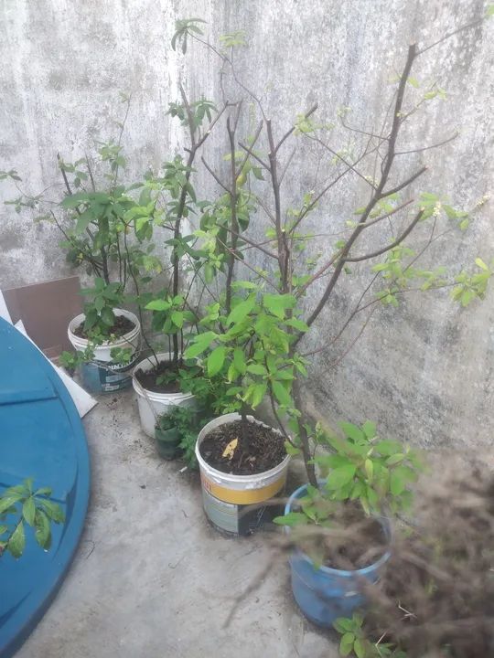 Mudas de erva baleeira e outras - Foto 5