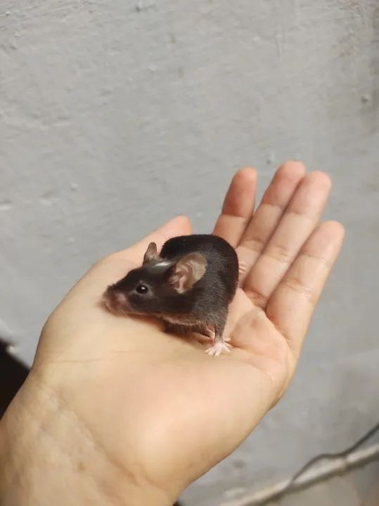 camundongos  - Foto 2