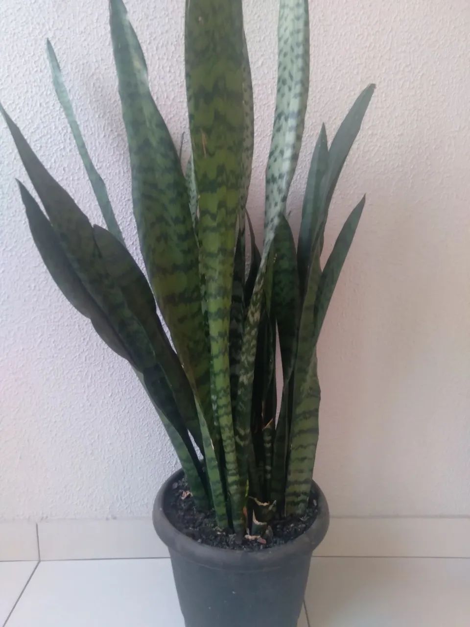 Planta espada de São Jorge 