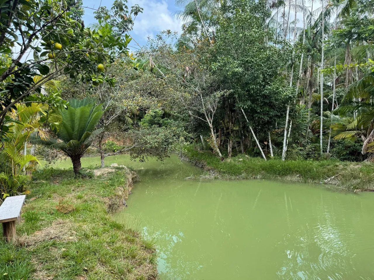 Sitio Pesque e Pague Localizado No KM 75- Aurora- Pa - Foto 7