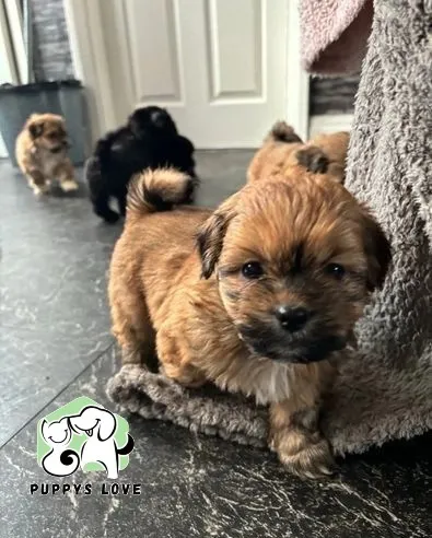 Lhasa Apso filhotes saudaveis e fofos