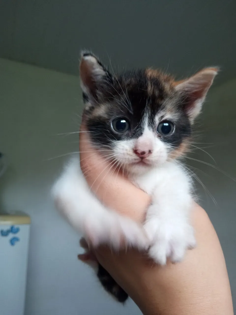 Gatinha Tricolor - Filhote Fofo e Adorável!