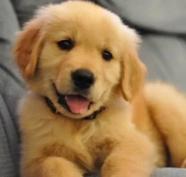 Golden Retriever Filhote que muda seu jeito de viver