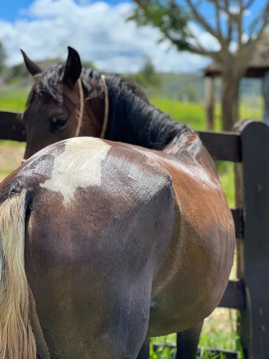 Cavalo pampa de preto 