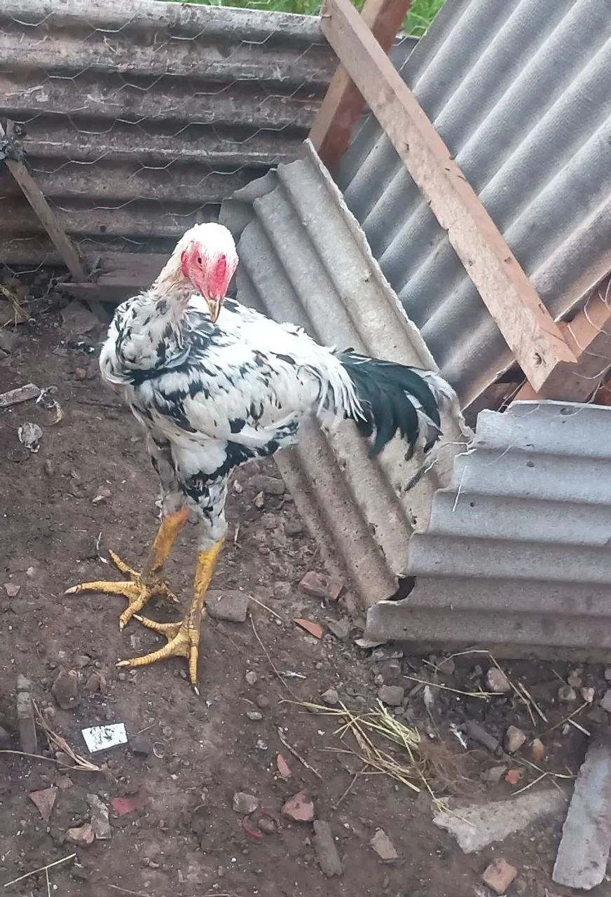 Vendo galo índio