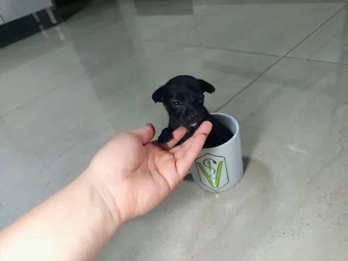 Pinscher pretinhos disponível 