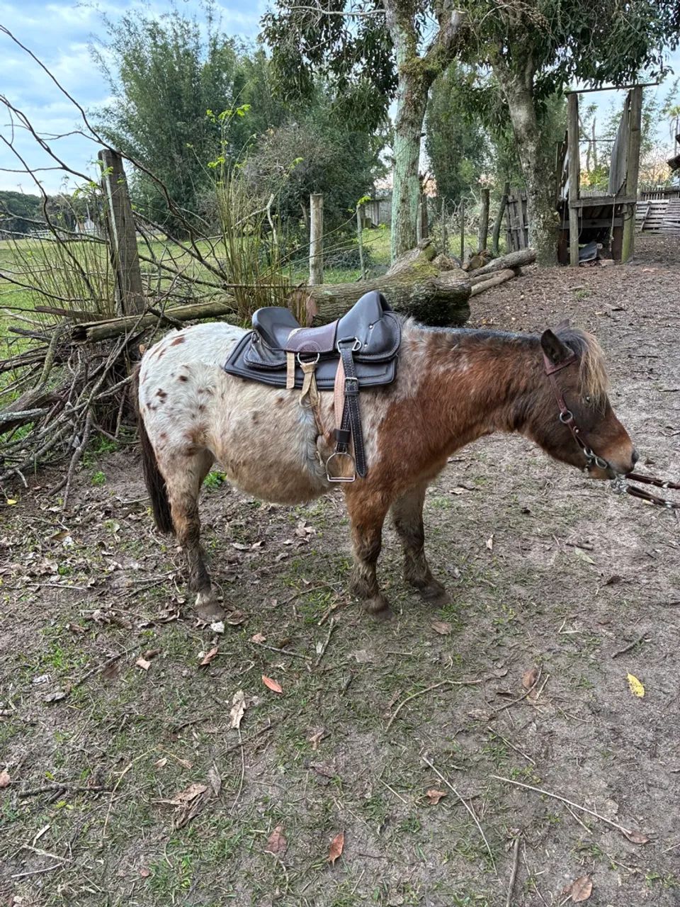 Pônei castrado 6 anos 