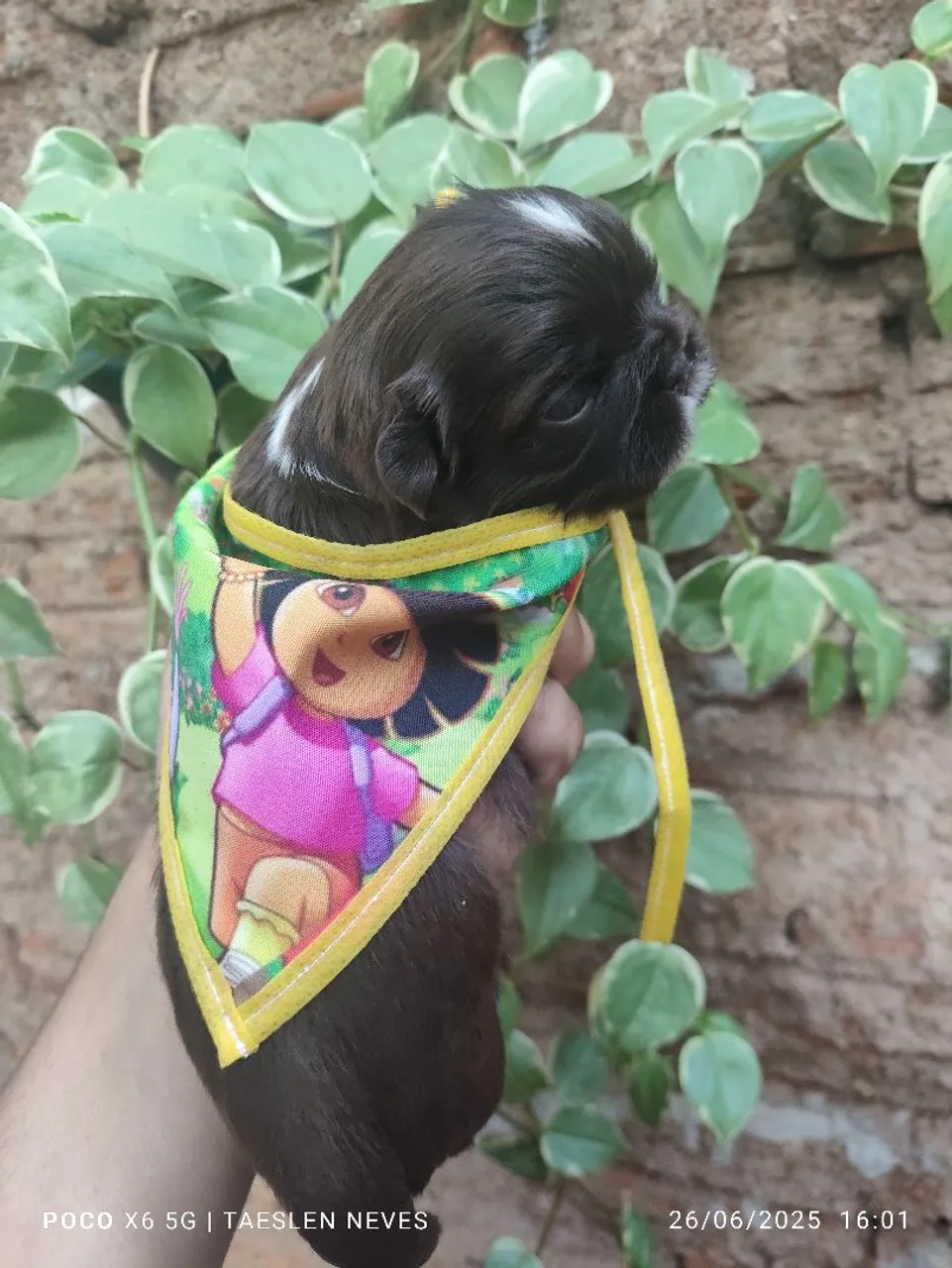 Filhote Shih Tzu - Fofo e Carinhoso! Filhotes chocolates