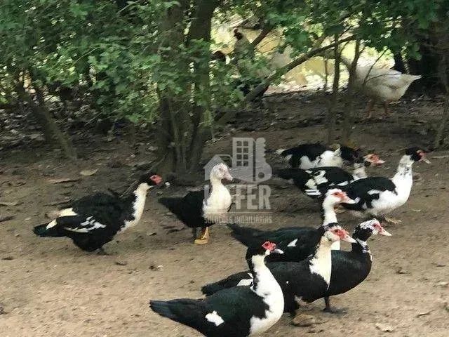 Sítio à venda, 38000 m² por R$ 900.000,00 - Jardim Interlagos (Ponta Negra) - Maricá/RJ - Foto 10