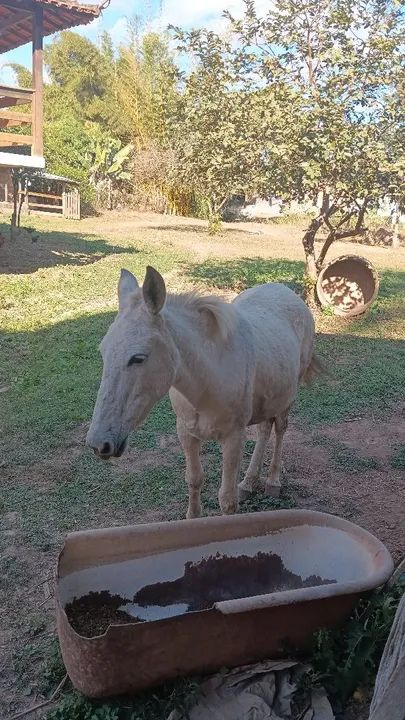 Vendo mula marcha picada  - Foto 5