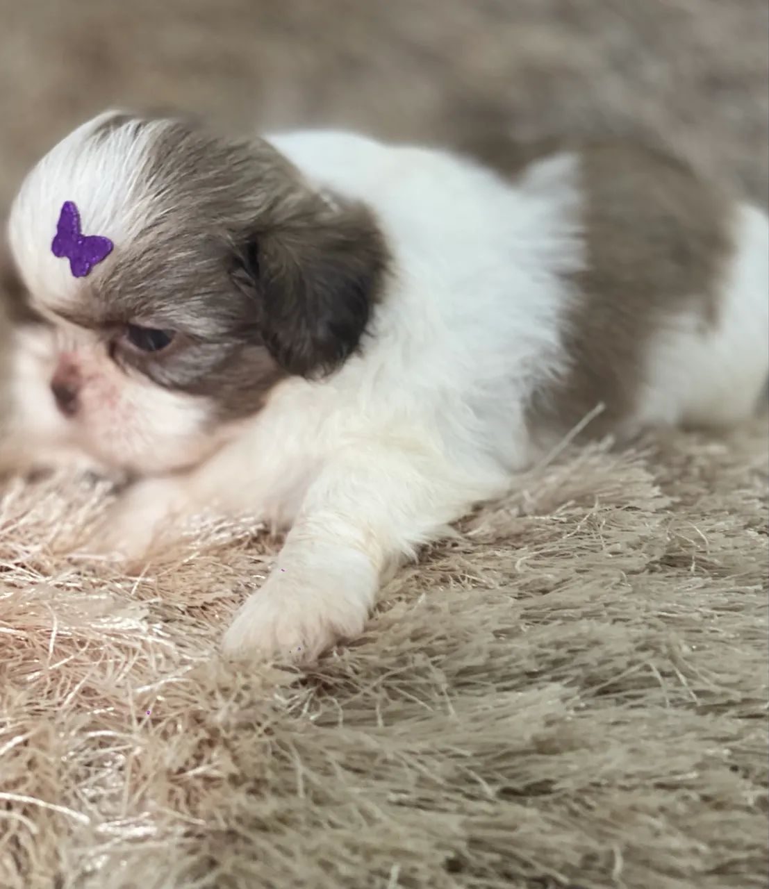 Filhotes fêmeas e machos Shih Tzu para venda ! Consultar valores na legenda .  - Foto 6