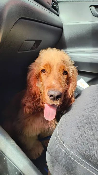 Cocker Spenial Inglês 