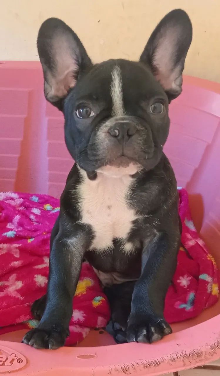 Filhote de Bulldog Francês - Foto 2