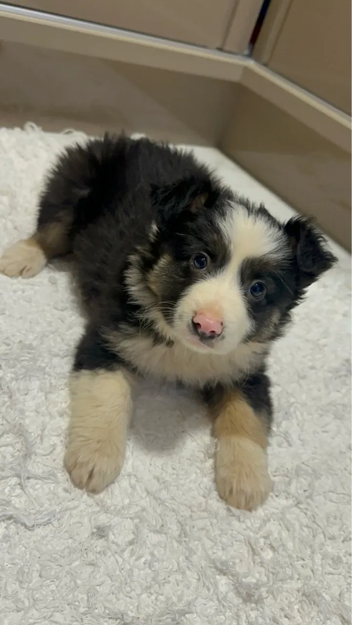 Filhote de Border Collie Tricolor fêmea