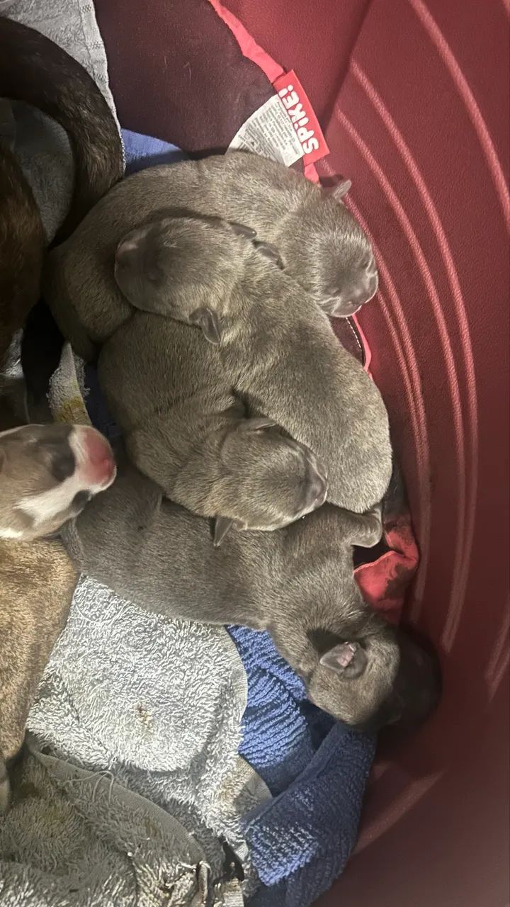 American Bully  - Foto 2