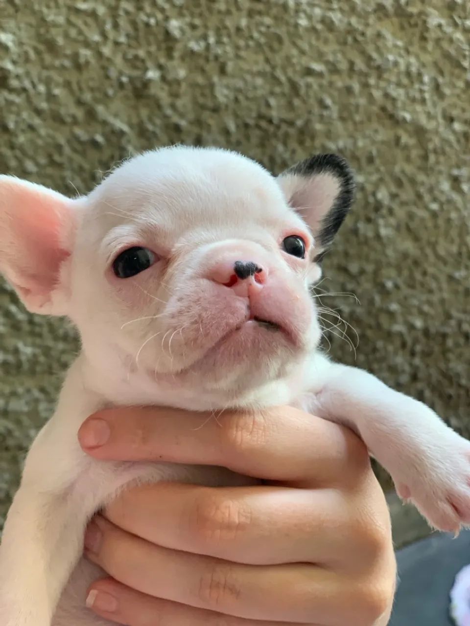 Filhote de Bulldog Francês - Foto 4