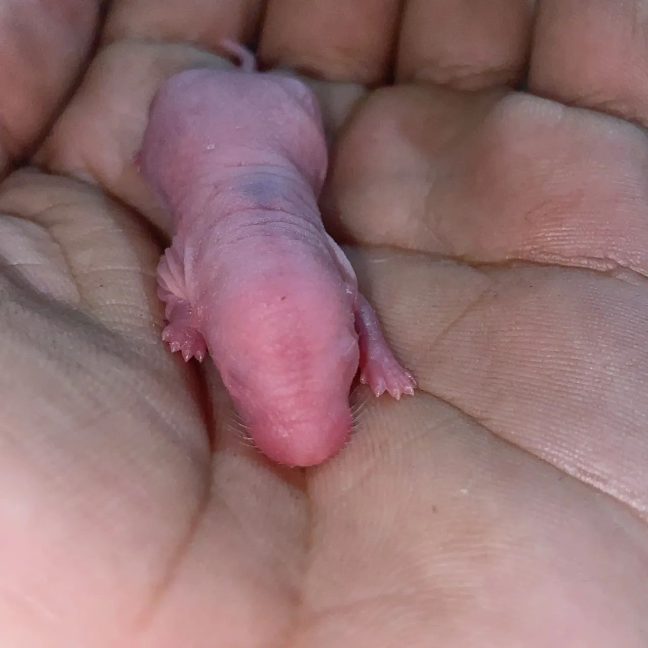 Filhotes de twister  - Foto 4