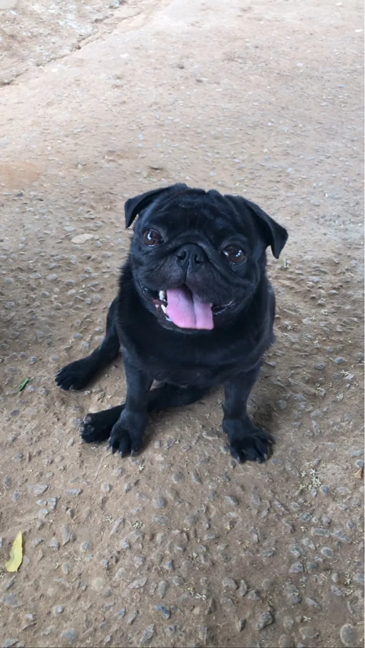 Pug para cruzar