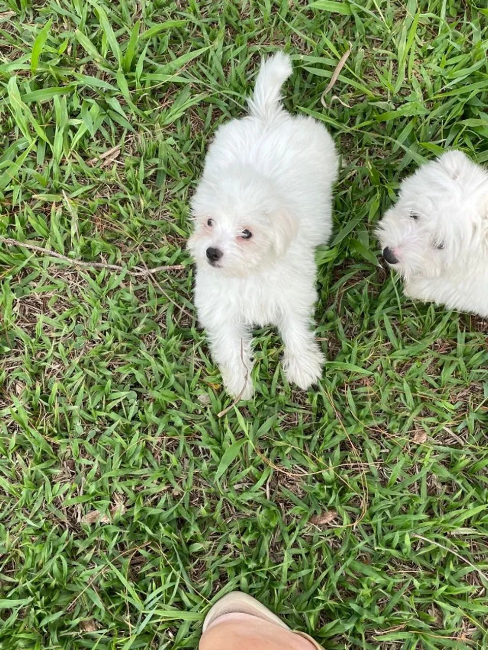VENHA BUSCAR O SEU COTON DE TULEAR COM A GENTE.AQUI O SEU FILHOTE É CRIADO POR VETERINÁRIA