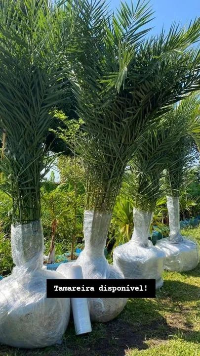 Palmeira Adulta para seu Sítio - Foto 2
