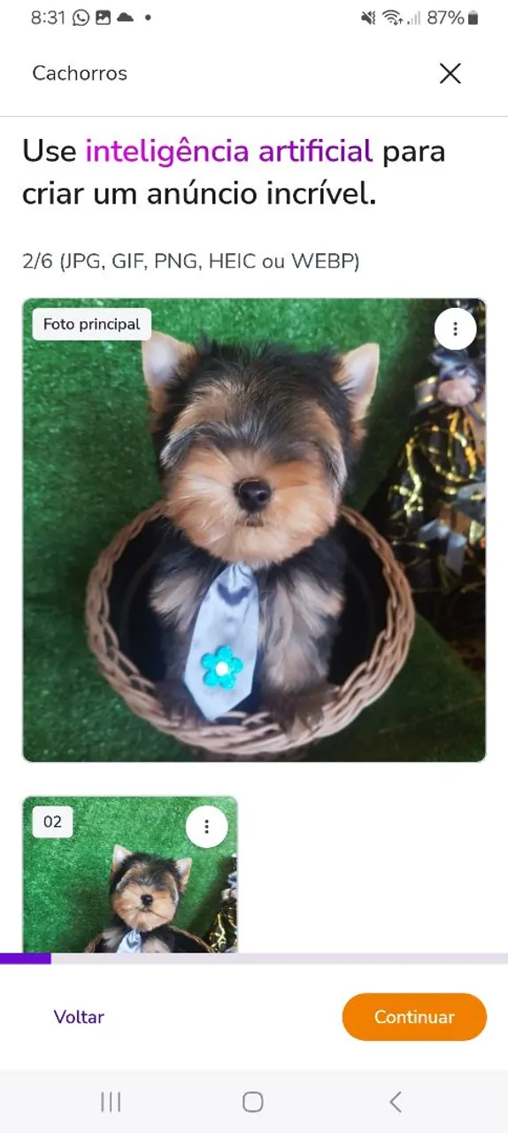 Filhote de Yorkshire Terrier disponível!