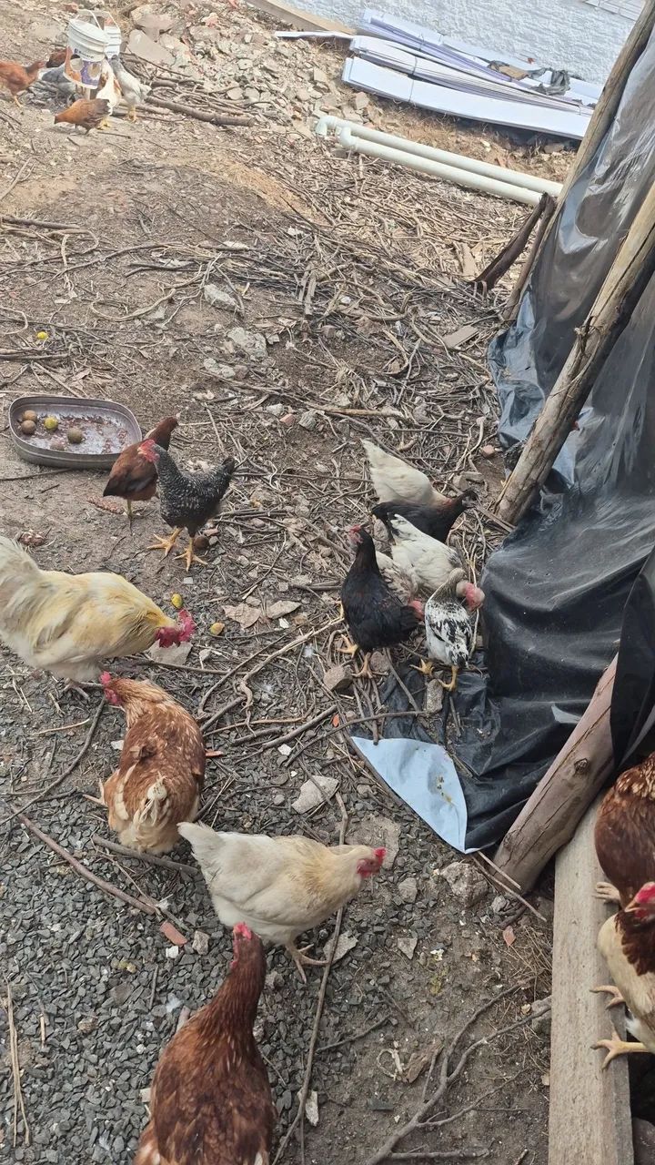 Bicho Feliz - pintos caipiras - Foto 4