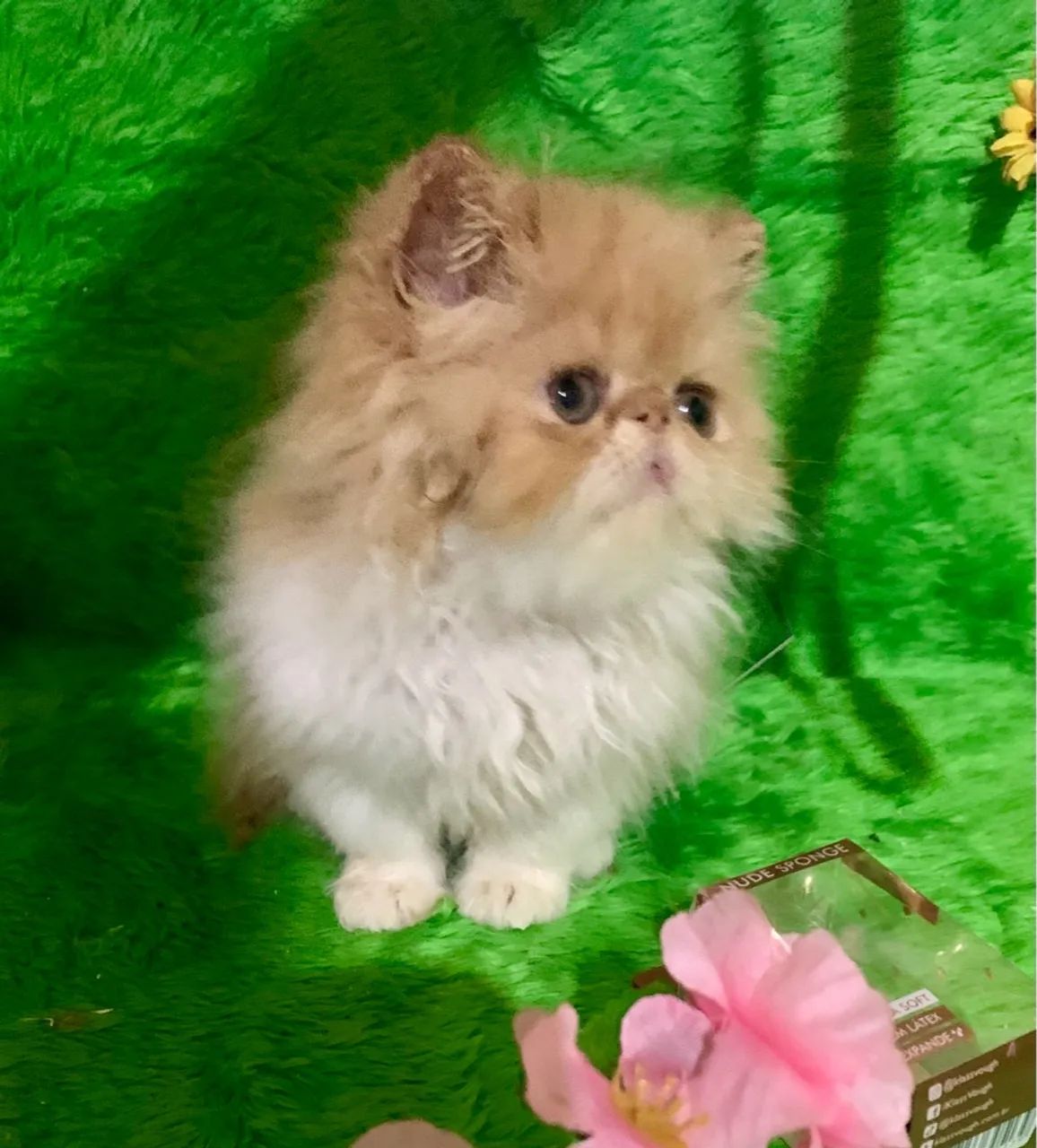 Filhote de persa fêmea bicolor padrão show  - Foto 2