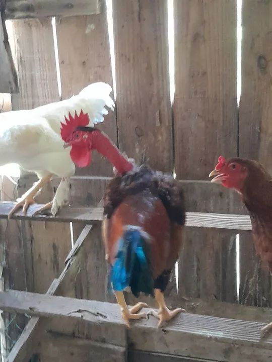 Galos caipiras - Foto 3