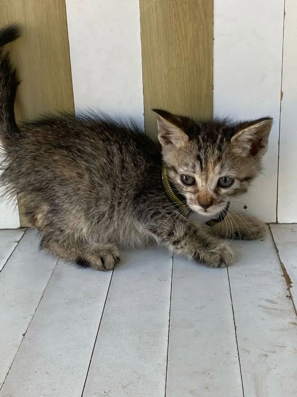 Gatinhas bebês para adoção! - Foto 5