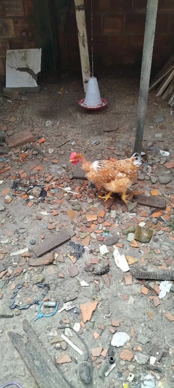 Galinha caipira